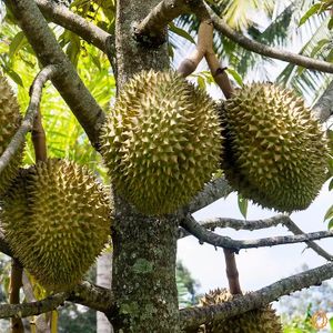  at Jurassic Fruit in Essen