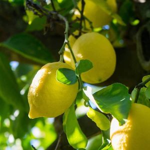 Jurassic fruit fruits at Jurassic Fruit in Essen