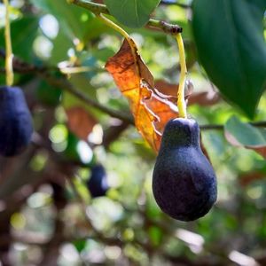  at Jurassic Fruit in Essen