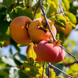  at Jurassic Fruit in Essen