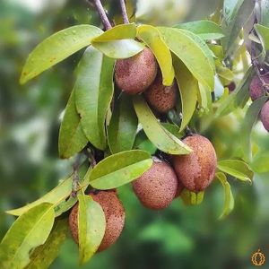  at Jurassic Fruit in Essen