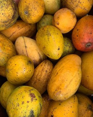  at Florida Fruit Cooperative - Williams Park in St Pete Beach