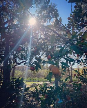  at Florida Fruit Cooperative - Williams Park in St Pete Beach