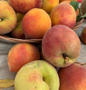  at Florida Fruit Cooperative in St Pete Beach