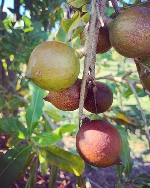  at Florida Fruit Cooperative in St Pete Beach