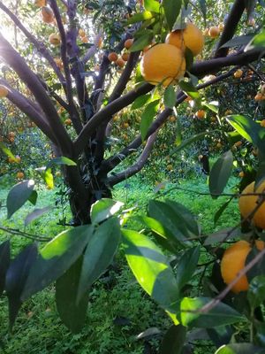 BioAgrumi Monasteri photos at BioAgrumi Monasteri in Siracusa