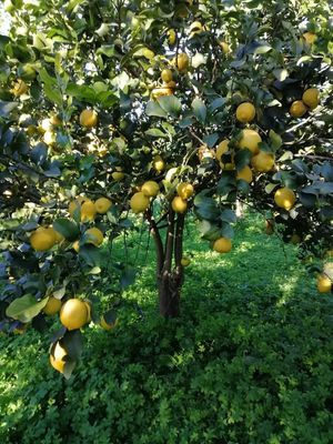  at BioAgrumi Monasteri in Siracusa