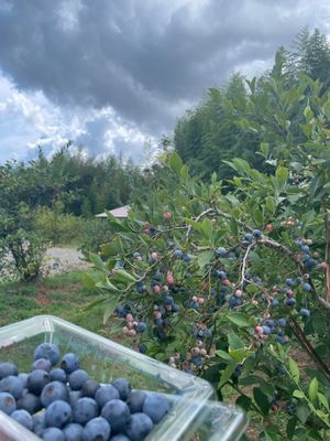 After lunch, blueberry picking was available for 300 yen. at DiningPort GORYOKAKU in Narita