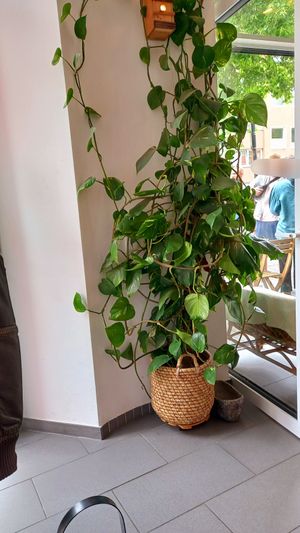 viele pflanzen at Ain Cafe in Cologne