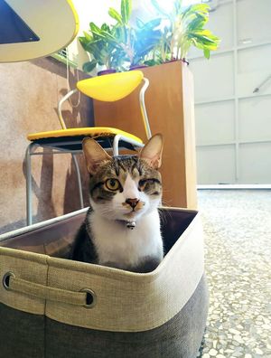 Rescue   at Roar Factory in Tainan