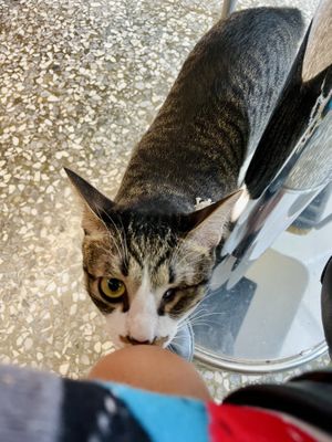 Friendly kitten. Partly blind and so lovable   at Roar Factory in Tainan