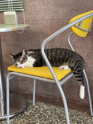 This kitty has their own Instagram where the story of how they were found and cared for by community can be seen.   at Roar Factory in Tainan