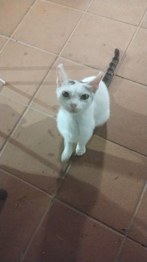 Location stupenda at Villa Costanza in Palermo