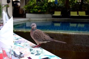 This Friendly and fearless birdie wanted to have dinner with us. You can see the lovely pool side near the table. at Na Aroon in Bangkok