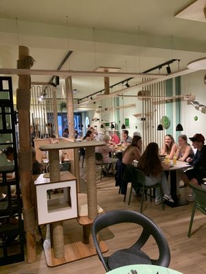   at Katzentempel Minden in Minden