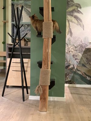   at Katzentempel Minden in Minden