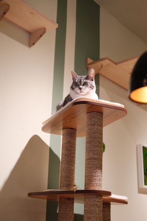  at Katzentempel Minden in Minden