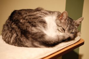  at Katzentempel Minden in Minden