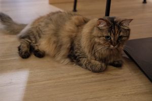  at Katzentempel Minden in Minden