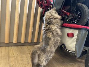 duchesse the climber 🧗  at Katzentempel Minden in Minden