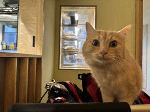 o'malley  at Katzentempel Minden in Minden