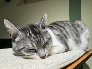 rocky 'the clown'  at Katzentempel Minden in Minden