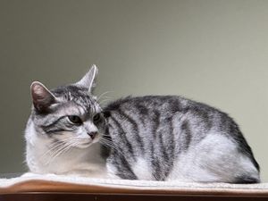 grumpy cat 😸  at Katzentempel Minden in Minden