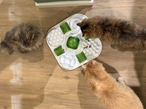 cats  at Katzentempel Minden in Minden