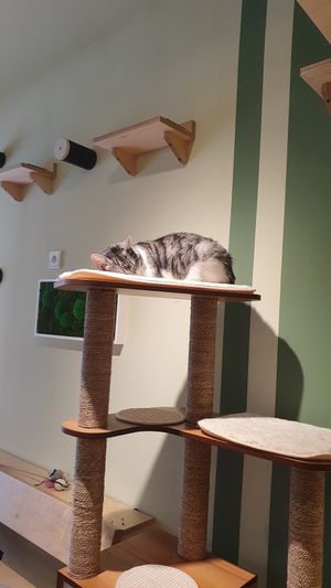  at Katzentempel Minden in Minden