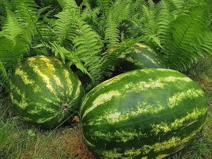  at Rolando Daržovės in Vilnius