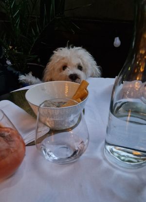 Dining companion (not included) at Studio Gauthier in London