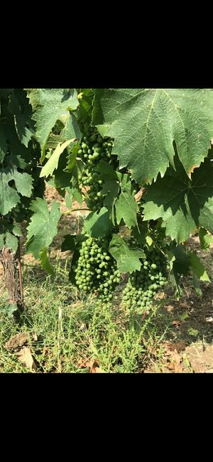 Vineyard at Azienda Agricola Montaioncino in Empoli