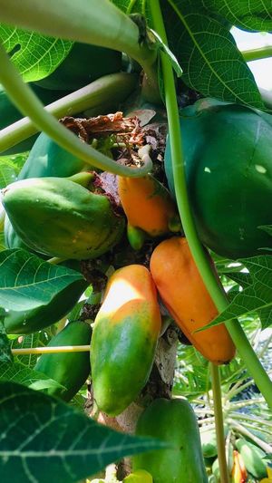  at Sąžiningas ūkis - Benedikto turguje - Maybe closed in Vilnius