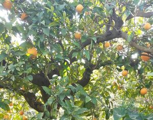  at Sąžiningas ūkis - Benedikto turguje - Maybe closed in Vilnius