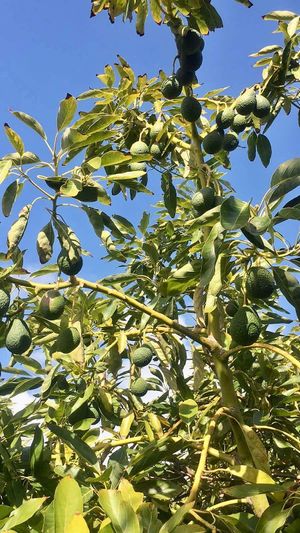  at Sąžiningas ūkis - Benedikto turguje - Maybe closed in Vilnius