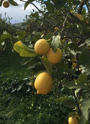  at Sąžiningas ūkis - Benedikto turguje - Maybe closed in Vilnius