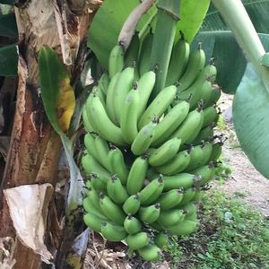  at Sąžiningas ūkis - Benedikto turguje - Maybe closed in Vilnius