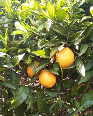  at Sąžiningas ūkis - Benedikto turguje - Maybe closed in Vilnius