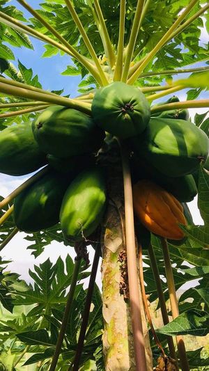  at Sąžiningas ūkis - Benedikto turguje - Maybe closed in Vilnius