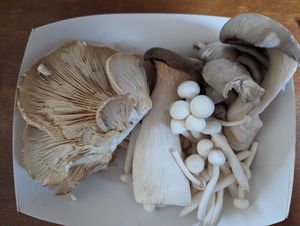 mushroom selection at Northey Street Organic Farmers Market in Windsor