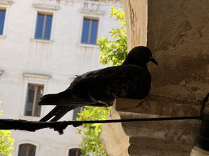 sleepy pigeon  at Combo in Venice