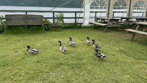   at The Dores Inn in Inverness