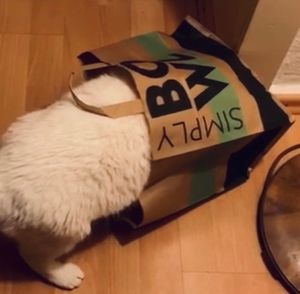 my cat loves the simply bowl bag at Simply Bowl - Pick-Up & Delivery  in Kassel