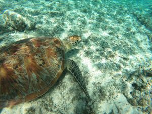 Best turtle spot   at Bintang Beach Café in 