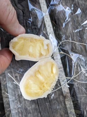  at Ben Zai Ten in Nara