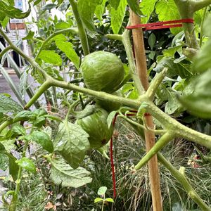 Jitomates de nuestro huerto  at Hagamos Composta Café in Mexico City