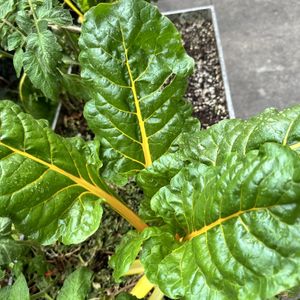 Usamos hortalizas de nuestro huerto en algunos platillos y nuestros proveedores son agro ecológicos   at Hagamos Composta Café in Mexico City