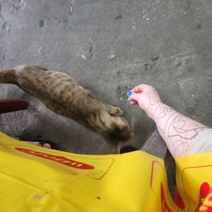 CAT! at Nong J - ร้านน้องเจ in Phuket