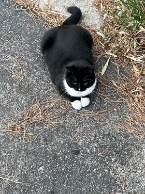 Cute stray cat named Lentil 😁  at Sunflower Cafe in Nashville