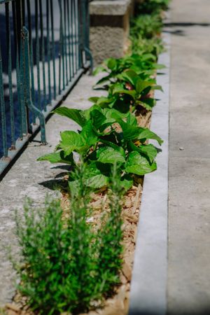 rosemary on our esplanade at Mela Canela - Sintra Centre in Sintra